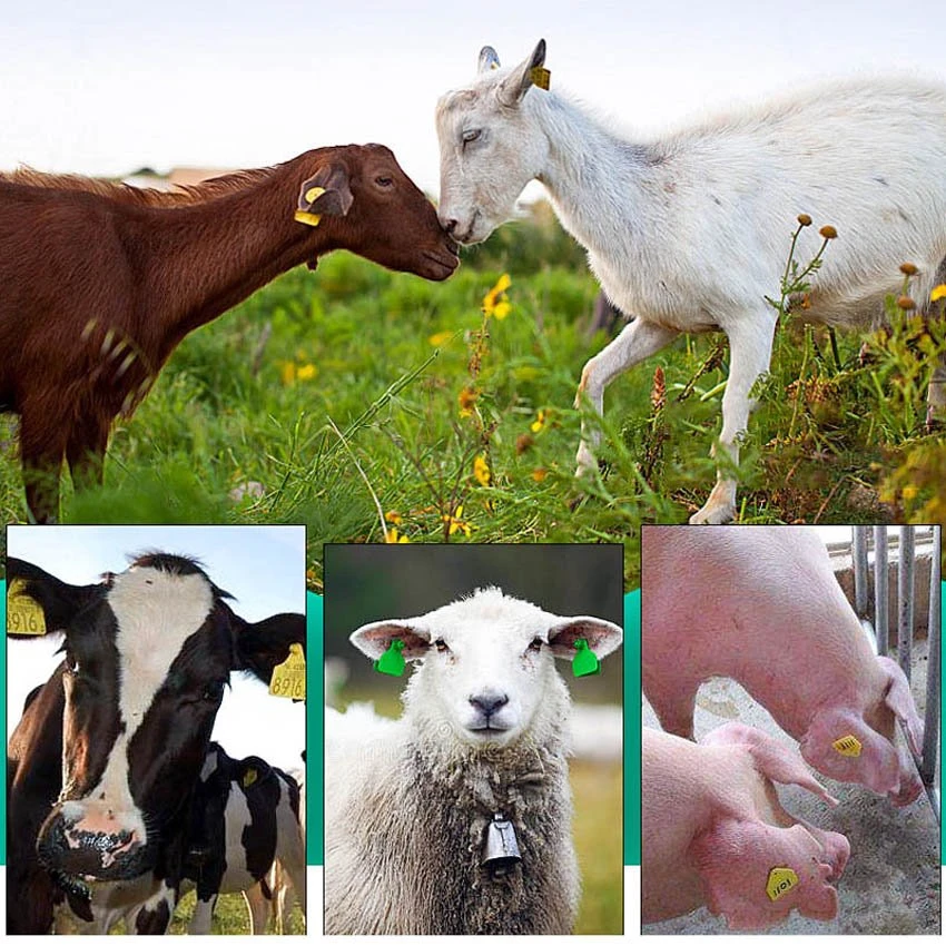Application of custom sheep ear tags