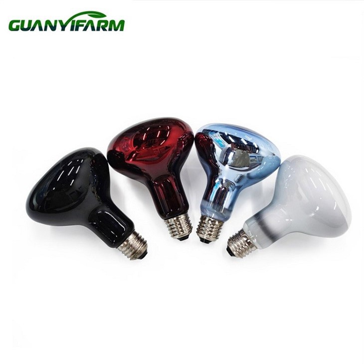 R63 roomajate lambipirnid